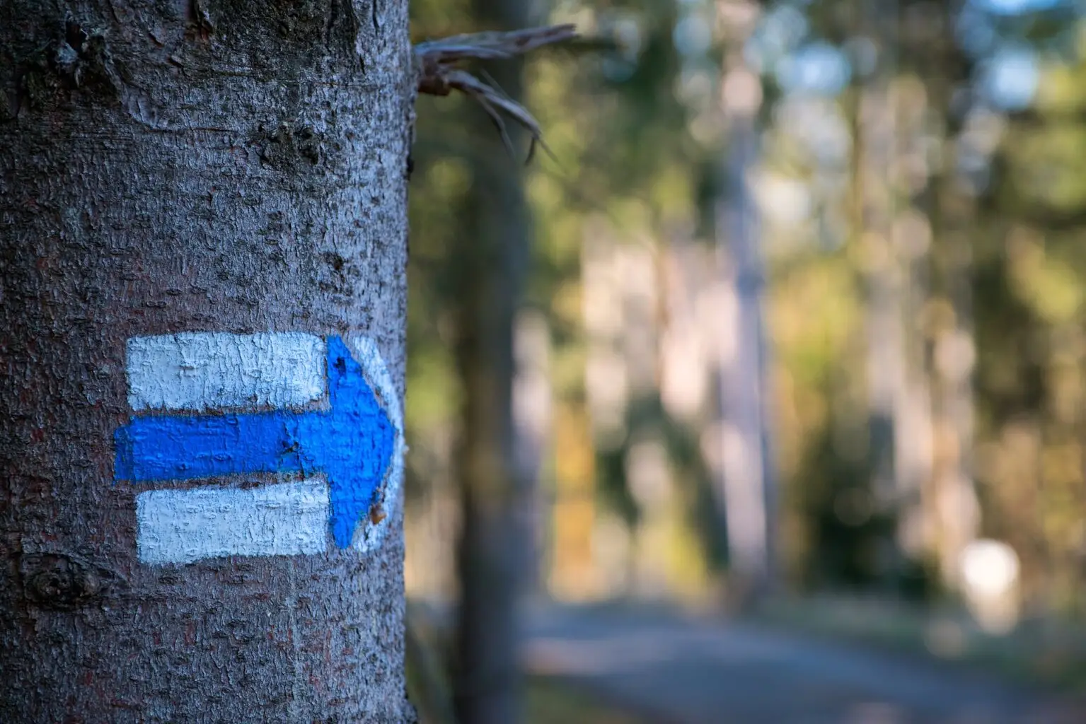 Der richtige Weg: Systemisches Coaching in Dresden